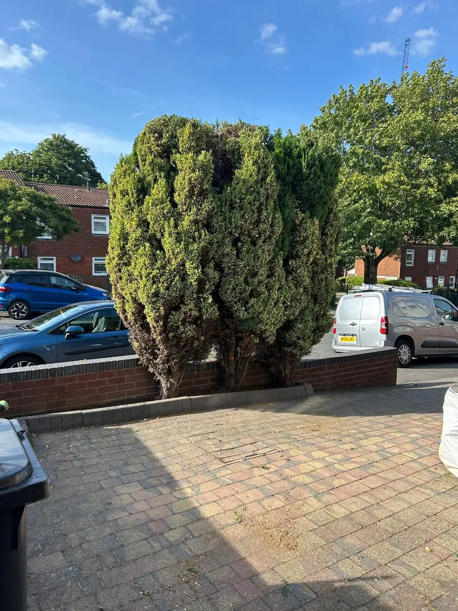 Conifer Reshaping after