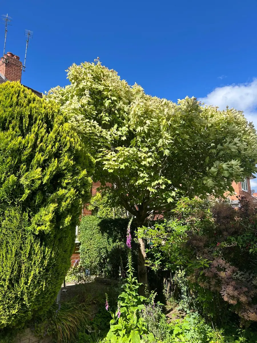 Shrub & Hedge Tidy after