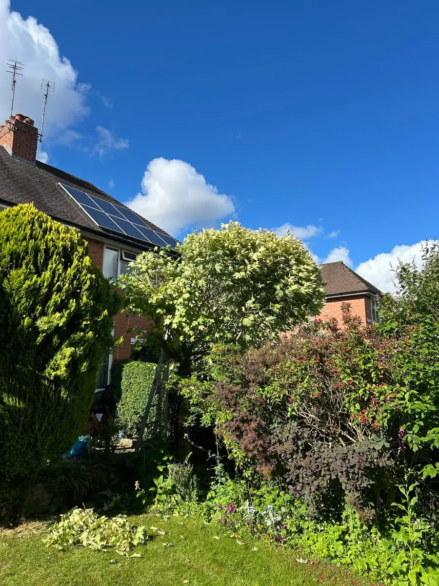 Shrub & Hedge Tidy before