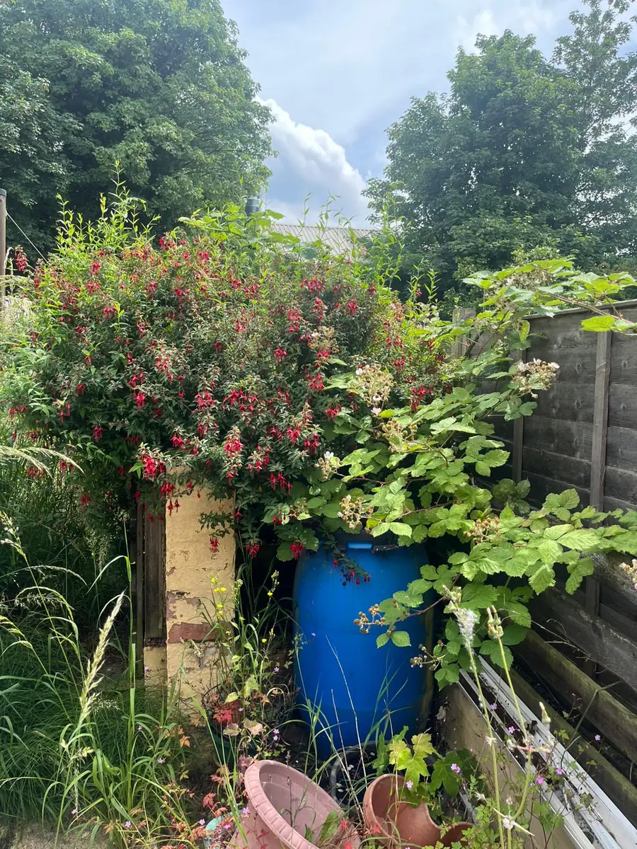 Greenhouse Corner Clearance before